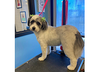 Greensboro Pet Grooming All Pets Considered