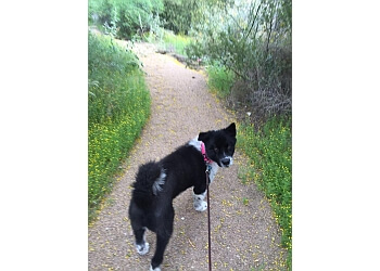 Glendale Dog Walkers All Pets Pet Sitting, LLC