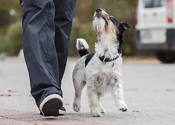 Columbus Dog Training All Purpose K-9 LLC