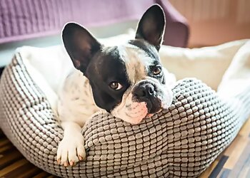 Columbus Dog Training All Purpose K-9 LLC