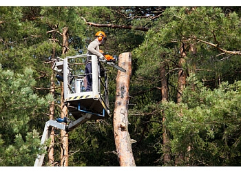 All Seasons Tree Care - Toledo, OH Tree Services - Team Working Image