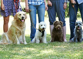Sacramento Dog Training All Stage Canine Development