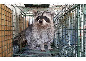 Los Angeles Animal Removal All Star Animal Trapping