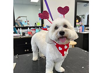 Jacksonville Pet Grooming All Tails Pet Spa