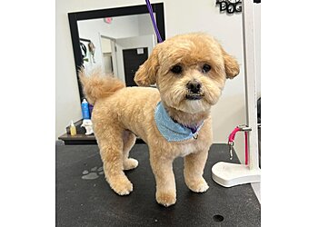 Jacksonville Pet Grooming All Tails Pet Spa