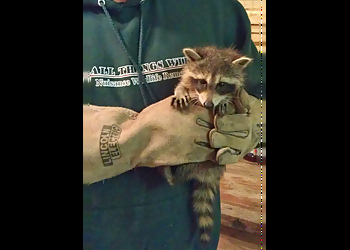 All Things Wild DP, LLC - Columbia, SC Animal Removal