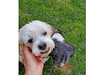 Stockton Dog Walkers All Wags Care