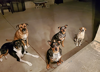 Stockton Dog Walkers All Wags Care