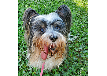 All Wags Care Stockton Dog Walkers image 1