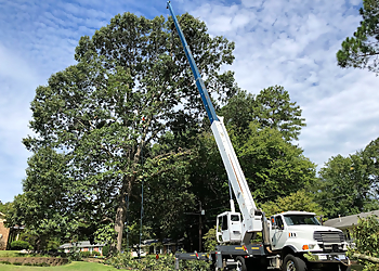 Cary Tree Services Allen Tree Experts