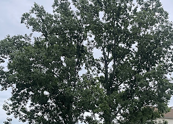 Virginia Beach Tree Services Alleys Tree Service