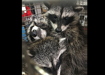 Portland Animal Removal Allied Pest and Wildlife
