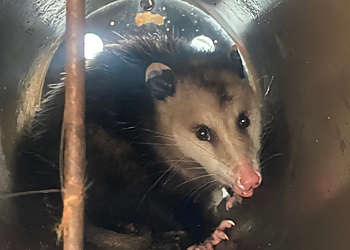 Portland Animal Removal Allied Pest and Wildlife