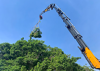 Pompano Beach Tree Services Allison Tree Company