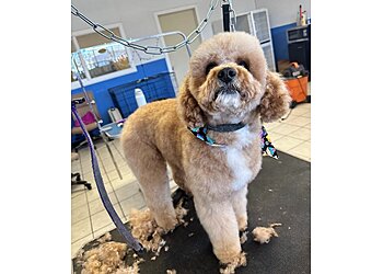 Alpha Dog Grooming Albuquerque Pet Grooming image 1