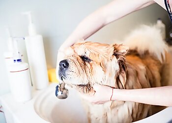 Brownsville Pet Grooming Alpha Pups