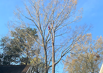 North Charleston Tree Services Alpha Tree Service 843, LLC