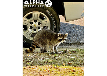 Memphis Animal Removal Alpha Wildlife