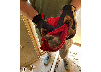 Chattanooga Animal Removal Alpha Wildlife Chattanooga