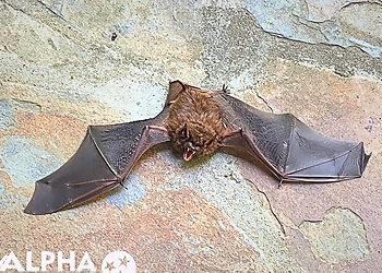 Alpha Wildlife Columbia - Columbia, SC Animal Removal