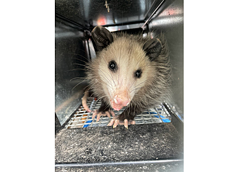 Nashville Animal Removal Alpha Wildlife Nashville