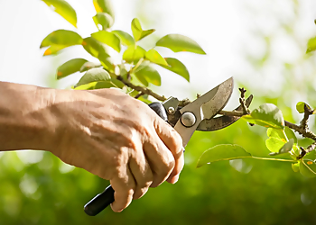 Detroit Tree Services Al's Tree Service