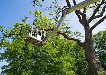 Detroit Tree Services Al's Tree Service