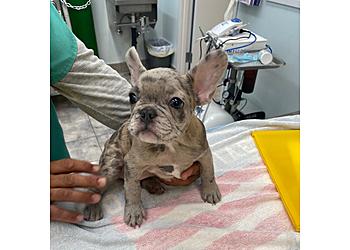 Rancho Cucamonga Veterinary Clinics Alta Loma Animal Hospital