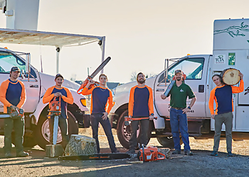 Westminster Tree Services Altitude Arborist Advanced Tree Care