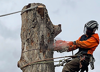 Westminster Tree Services Altitude Arborist Advanced Tree Care