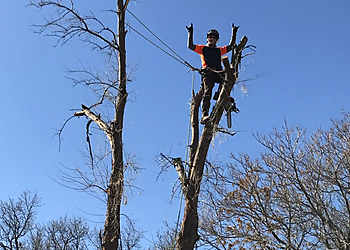 Thornton Tree Services Altitude Arborist, LLC