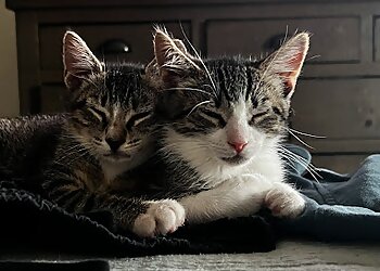 Santa Ana Veterinary Clinics Alton Main Animal Hospital