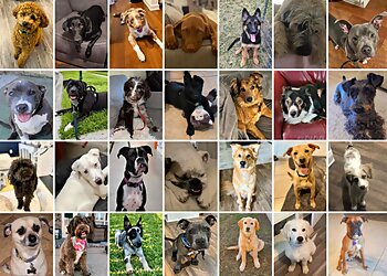 New Orleans Dog Training Always Faithful Dog Training of New Orleans