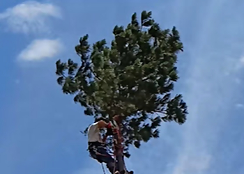 Vallejo Tree Services Am/Pm Tree Service