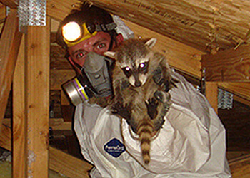 Amarillo Animal Removal Amarillo Animal Exterminator