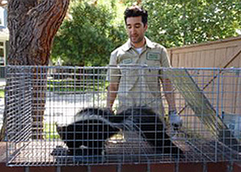 Amarillo Animal Exterminator Amarillo Animal Removal