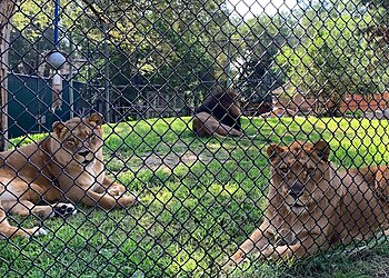 Amarillo Places To See Amarillo Zoo