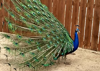 Amarillo Places To See Amarillo Zoo