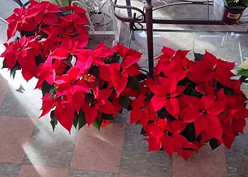 Akron Florists Amedeo's Florist