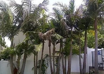 Torrance Tree Services American Arbor Care