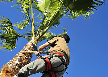 Torrance Tree Services American Arbor Care