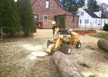 3 Best Tree Services in Omaha, NE - Expert Recommendations