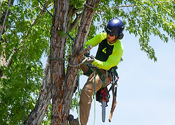 Reno Tree Services American Arborists