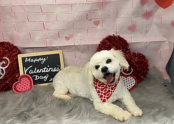 Oklahoma City Pet Grooming American School of Dog Grooming