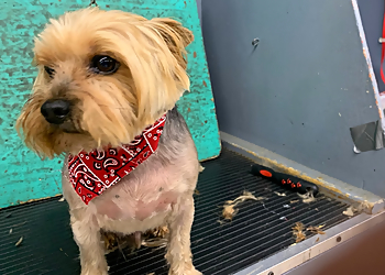 Oklahoma City Pet Grooming American School of Dog Grooming