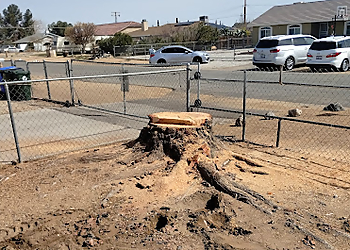 Victorville Tree Services American Tree Company