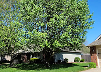 Evansville Tree Services American Tree Experts & Landscaping