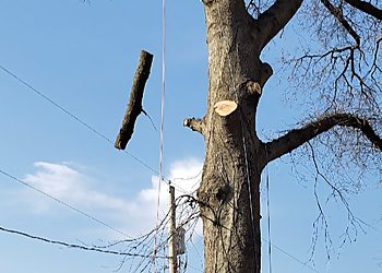 Evansville Tree Services American Tree Experts & Landscaping