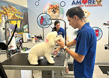 Hialeah Pet Grooming Amore Pet Grooming