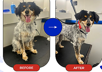 Hialeah Pet Grooming Amore Pet Grooming
